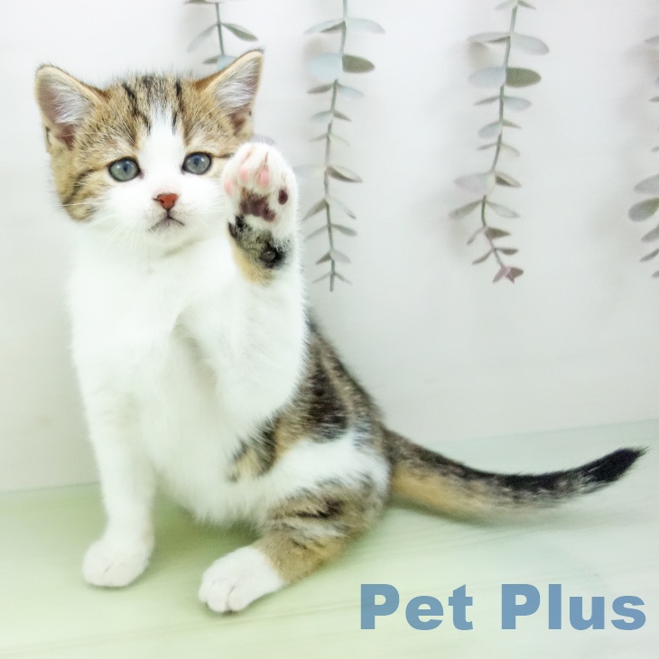 長崎県のスコティッシュフォールド (ペットプラス 長崎店/2025年10月15日生まれ/男の子/ブラウンタビーホワイト)の子猫の2枚目の画像