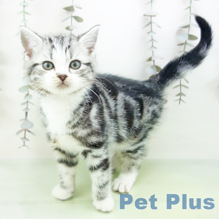 福岡県のスコティッシュフォールド (ペットプラス MARK IS 福岡ももち店/2025年10月15日生まれ/男の子/シルバータビーホワイト)の子猫の1枚目の画像