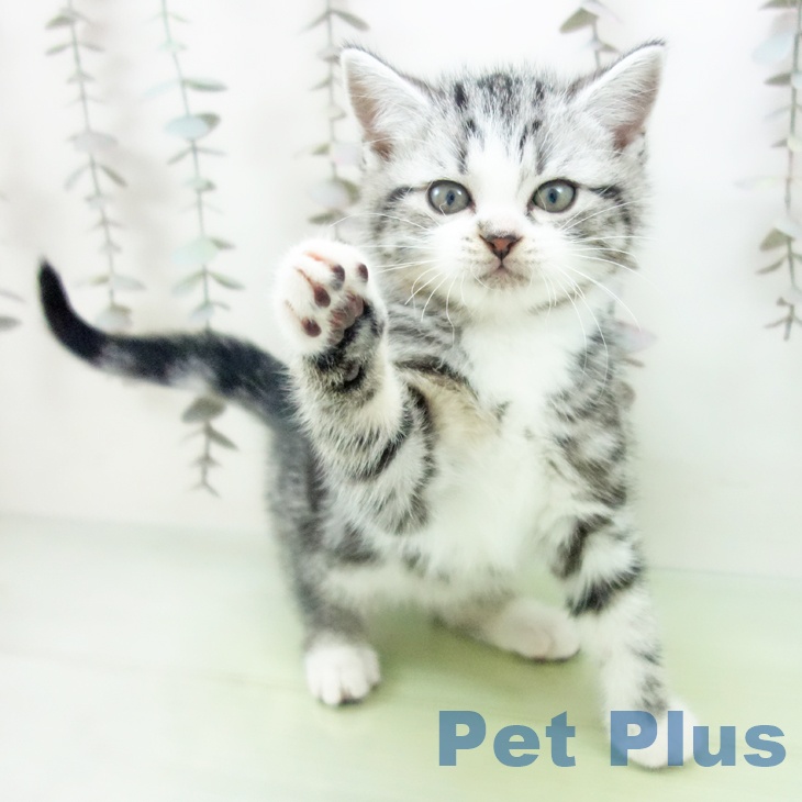 福岡県のスコティッシュフォールド (ペットプラス MARK IS 福岡ももち店/2025年10月15日生まれ/男の子/シルバータビーホワイト)の子猫の2枚目の画像