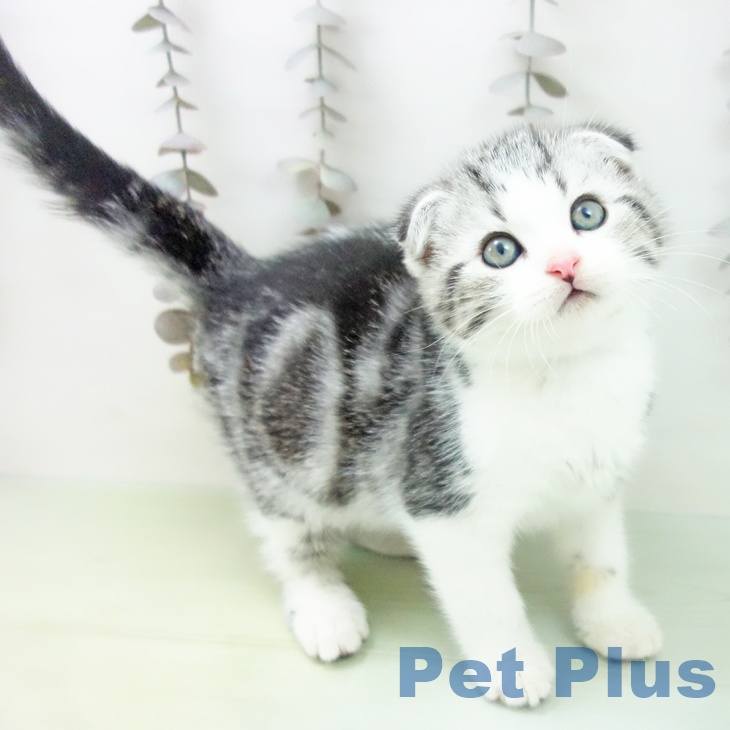 福岡県のスコティッシュフォールド (ペットプラス 香椎浜店/2025年10月15日生まれ/男の子/シルバータビーホワイト)の子猫の1枚目の画像