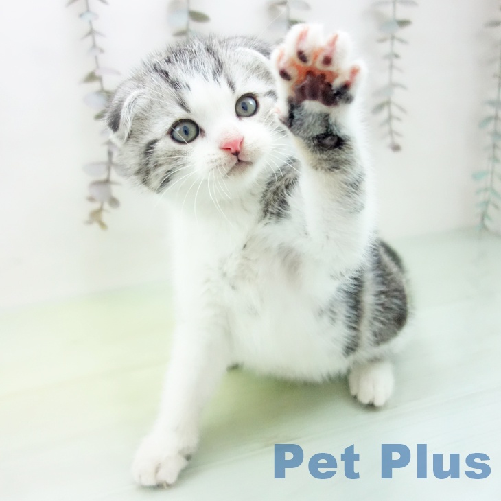 福岡県のスコティッシュフォールド (ペットプラス 香椎浜店/2025年10月15日生まれ/男の子/シルバータビーホワイト)の子猫の2枚目の画像