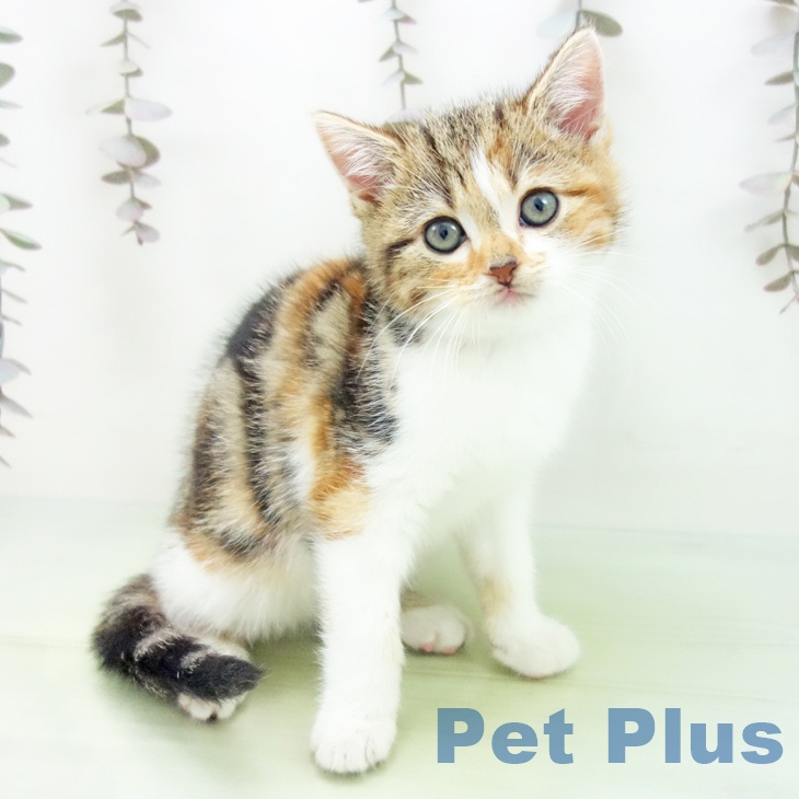 スコティッシュフォールド