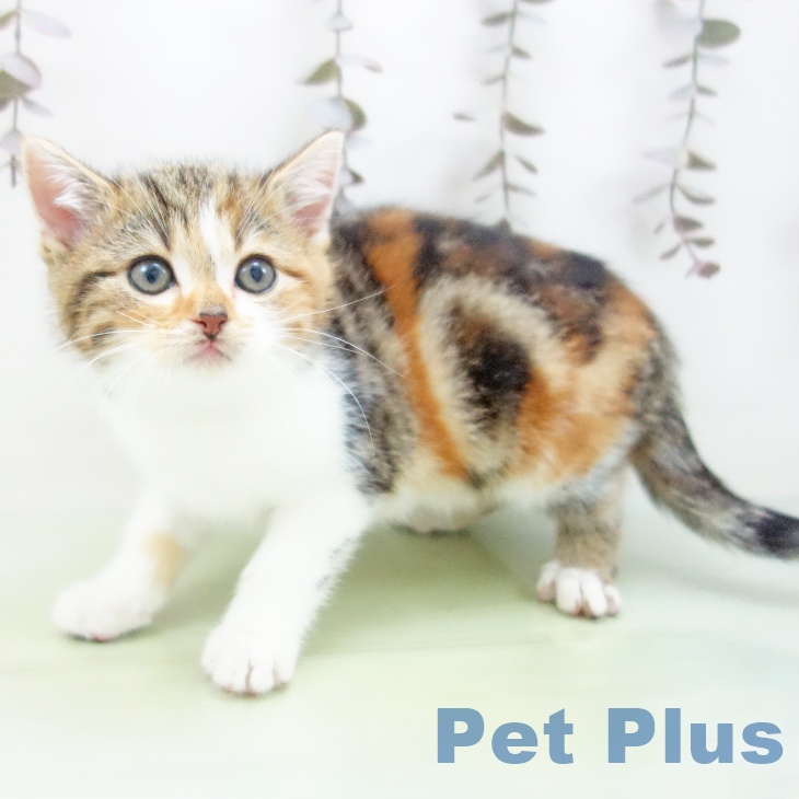 福岡県のスコティッシュフォールド (ペットプラス 春日店/2025年10月15日生まれ/女の子/ブラウンパッチドタビーホワイト)の子猫の2枚目の画像