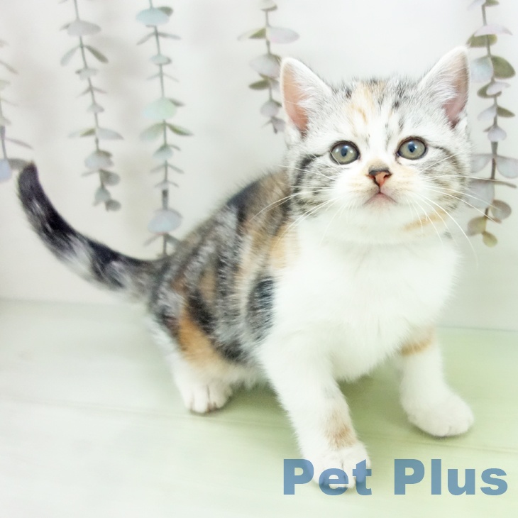 愛知県のスコティッシュフォールド (ペットプラス 三好店/2025年10月15日生まれ/女の子/シルバーパッチドタビーホワイト)の子猫の1枚目の画像