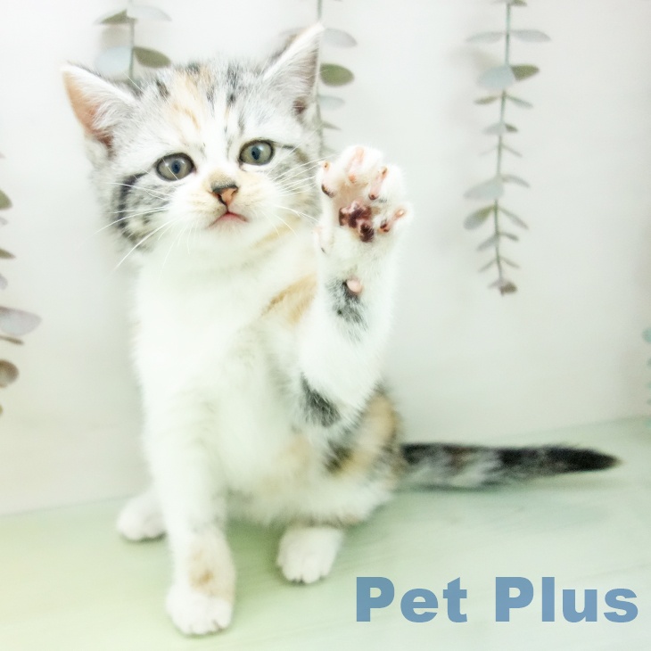 愛知県のスコティッシュフォールド (ペットプラス 三好店/2025年10月15日生まれ/女の子/シルバーパッチドタビーホワイト)の子猫の2枚目の画像