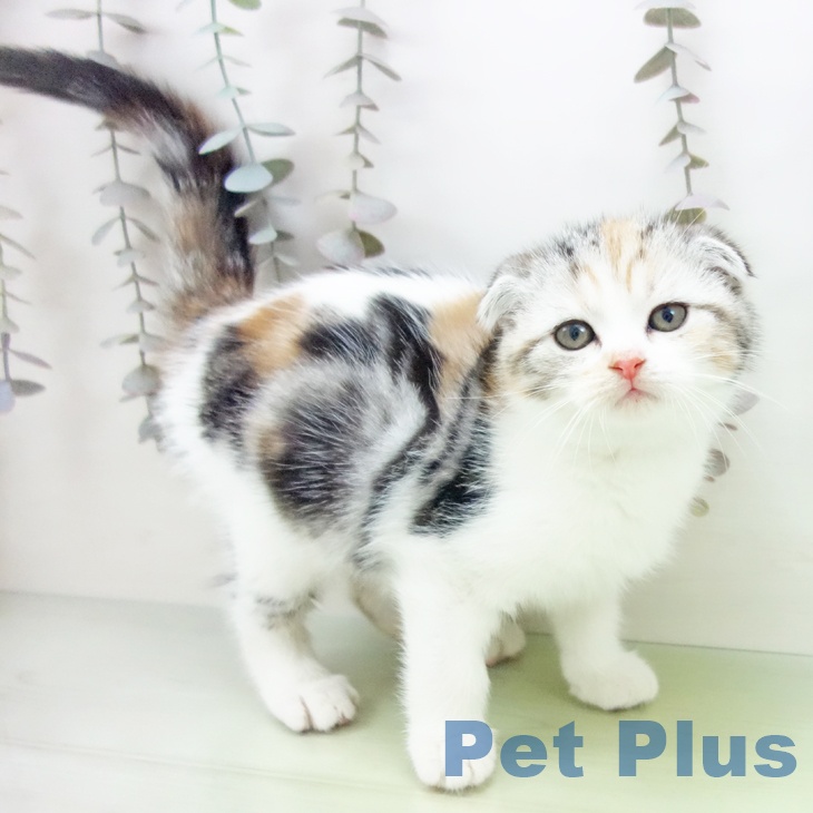 福岡県のスコティッシュフォールド (ペットプラス 福岡店/2025年10月15日生まれ/女の子/シルバーパッチドタビーホワイト)の子猫の1枚目の画像