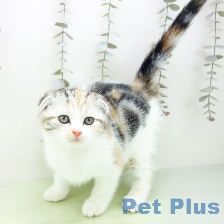 福岡県のスコティッシュフォールド (ペットプラス 福岡店/2025年10月15日生まれ/女の子/シルバーパッチドタビーホワイト)の子猫の2枚目の画像