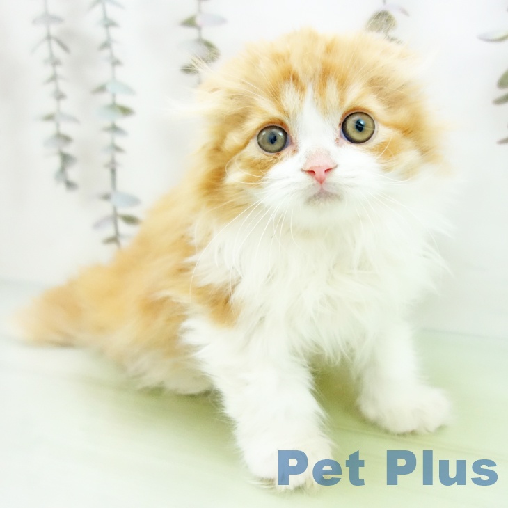 石川県のスコティッシュフォールド (ペットプラス 白山店/2025年10月2日生まれ/男の子/レッドタビーホワイト)の子猫の1枚目の画像