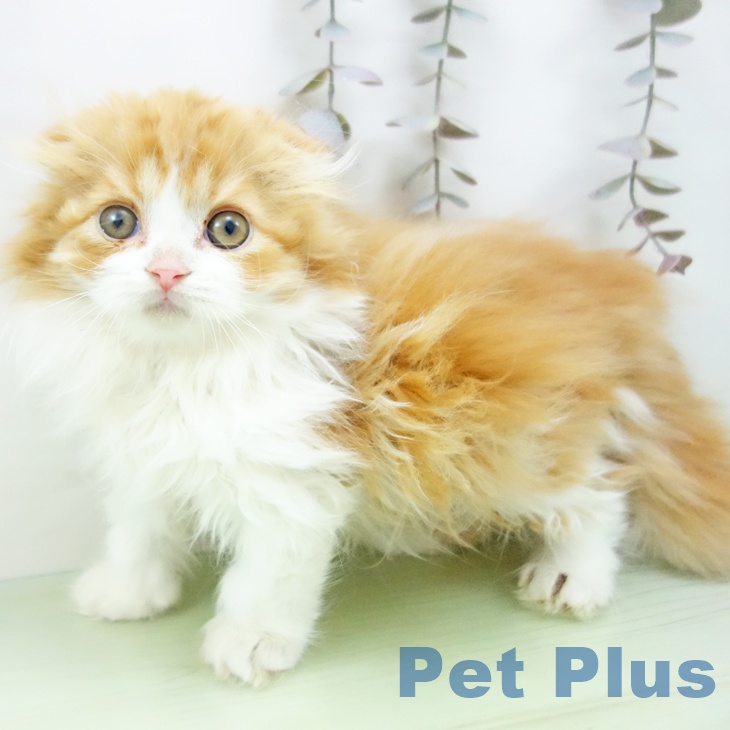 石川県のスコティッシュフォールド (ペットプラス 白山店/2025年10月2日生まれ/男の子/レッドタビーホワイト)の子猫の2枚目の画像