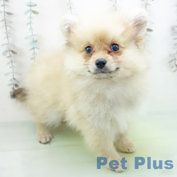 三重県のポメラニアン (ペットプラス 鈴鹿店/2025年10月5日生まれ/女の子/クリームセーブル)の子犬の1枚目の画像