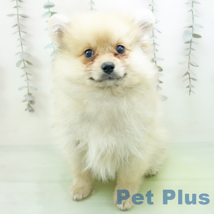 三重県のポメラニアン (ペットプラス 鈴鹿店/2025年10月5日生まれ/女の子/クリームセーブル)の子犬の2枚目の画像