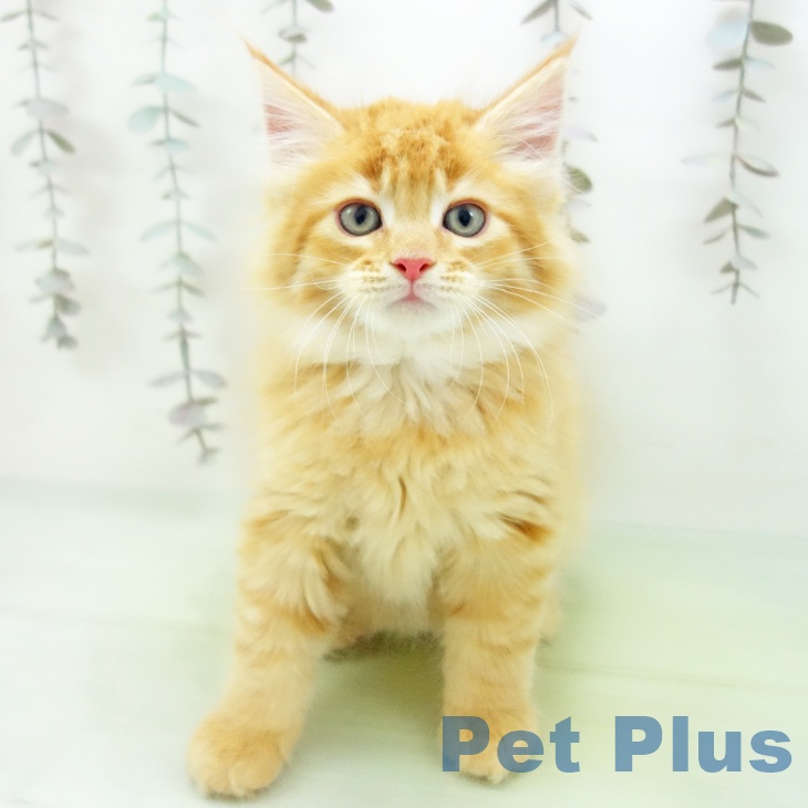 愛知県のメインクーン (ペットプラス ナゴヤドーム前店/2025年10月16日生まれ/男の子/レッドタビー)の子猫の2枚目の画像