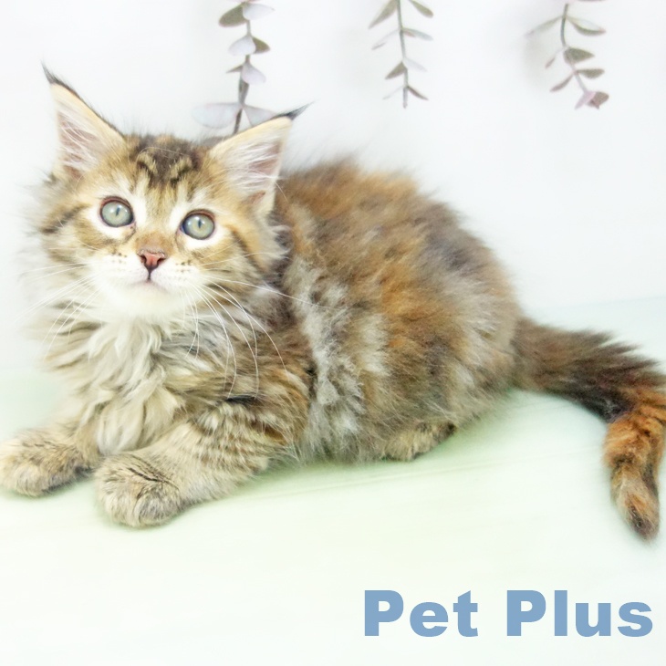 三重県のメインクーン (ペットプラス 鈴鹿店/2025年10月16日生まれ/女の子/ブラウンパッチドタビー)の子猫の1枚目の画像