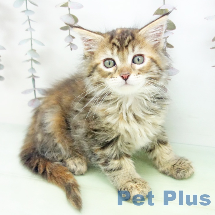 三重県のメインクーン (ペットプラス 鈴鹿店/2025年10月16日生まれ/女の子/ブラウンパッチドタビー)の子猫の2枚目の画像