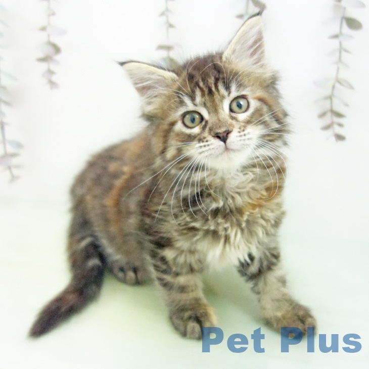 沖縄県のメインクーン (ペットプラス 沖縄ライカム店/2025年10月16日生まれ/女の子/ブラウンパッチドタビー)の子猫の1枚目の画像