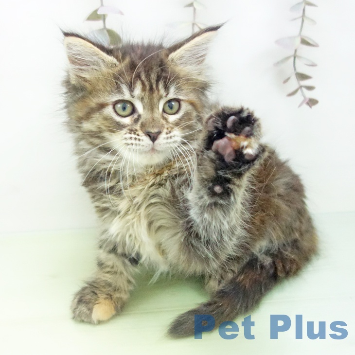 沖縄県のメインクーン (ペットプラス 沖縄ライカム店/2025年10月16日生まれ/女の子/ブラウンパッチドタビー)の子猫の2枚目の画像