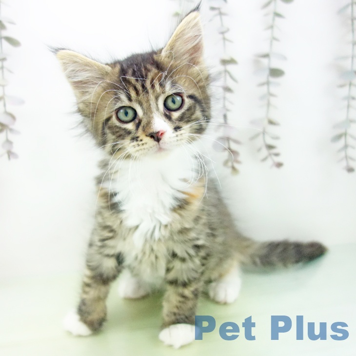 熊本県のメインクーン (ペットプラス 熊本店/2025年10月16日生まれ/女の子/ブラウンパッチドタビーホワイト)の子猫の1枚目の画像