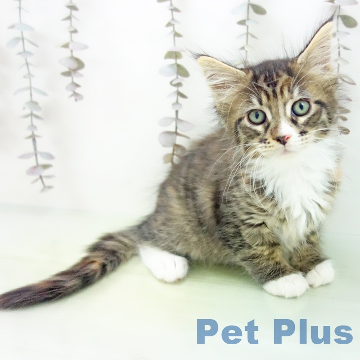 熊本県のメインクーン (ペットプラス 熊本店/2025年10月16日生まれ/女の子/ブラウンパッチドタビーホワイト)の子猫の2枚目の画像