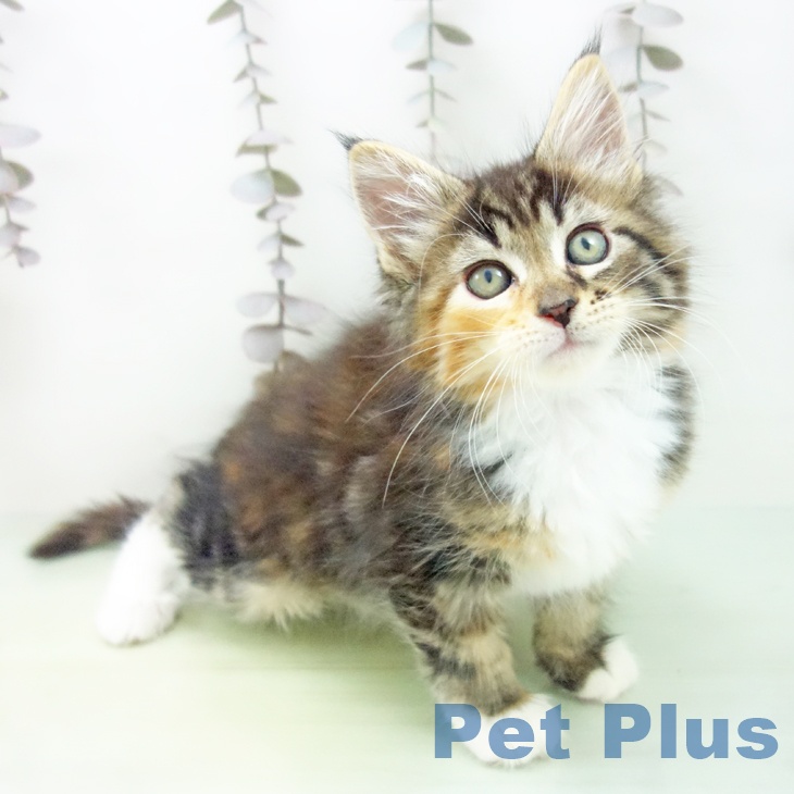 福岡県のメインクーン (ペットプラス 福岡店/2025年10月16日生まれ/女の子/ブラウンパッチドタビーホワイト)の子猫の1枚目の画像