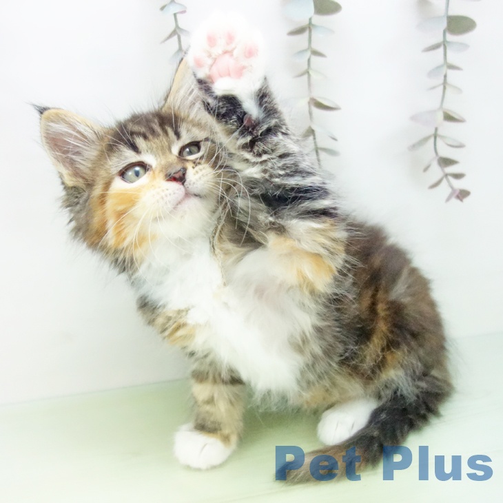 福岡県のメインクーン (ペットプラス 福岡店/2025年10月16日生まれ/女の子/ブラウンパッチドタビーホワイト)の子猫の2枚目の画像