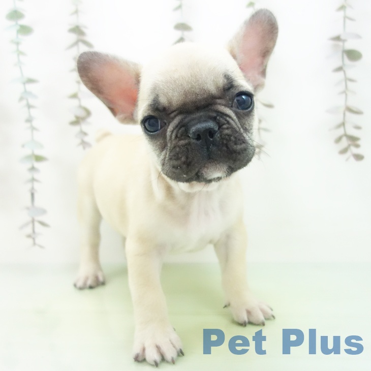愛知県のフレンチブルドッグ (ペットプラス 熱田店/2025年10月13日生まれ/男の子/フォーン)の子犬の1枚目の画像