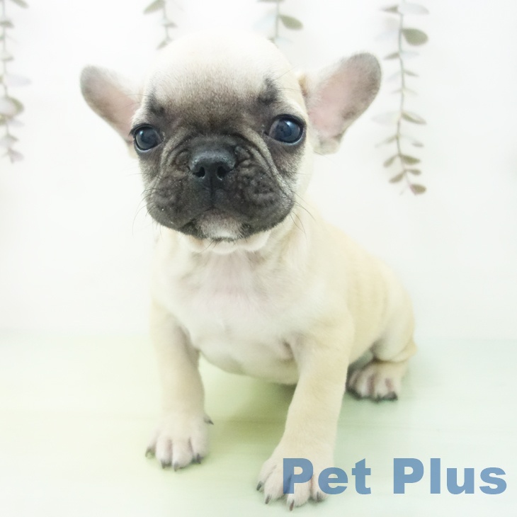 愛知県のフレンチブルドッグ (ペットプラス 熱田店/2025年10月13日生まれ/男の子/フォーン)の子犬の2枚目の画像