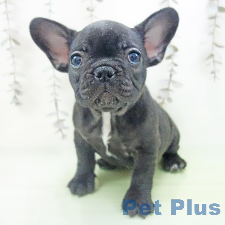 岐阜県のフレンチブルドッグ (ペットプラス 各務原店/2025年10月13日生まれ/女の子/ブリンドル)の子犬の1枚目の画像