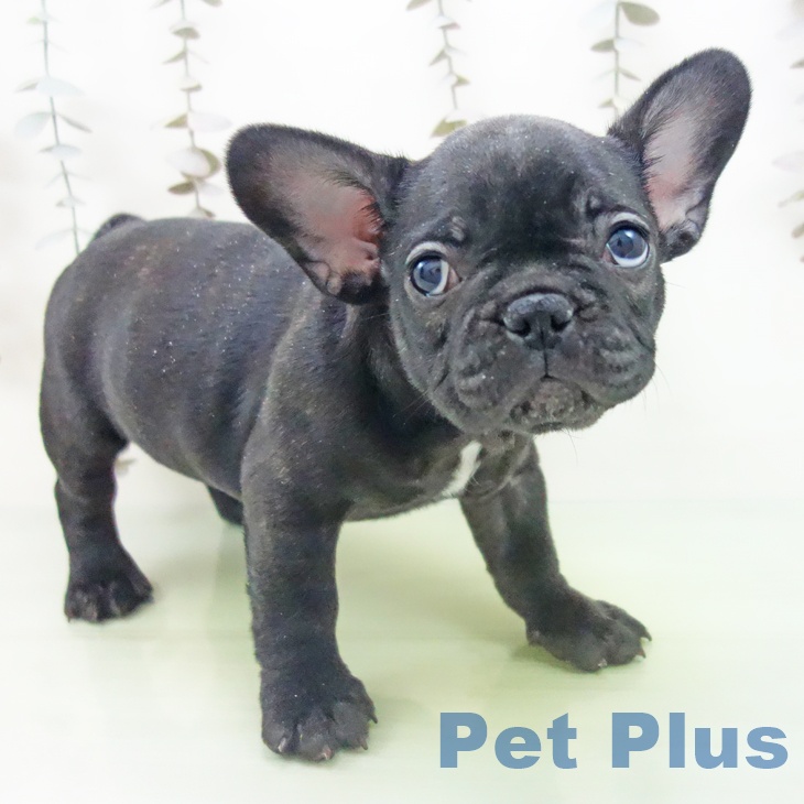 岐阜県のフレンチブルドッグ (ペットプラス 各務原店/2025年10月13日生まれ/女の子/ブリンドル)の子犬の2枚目の画像