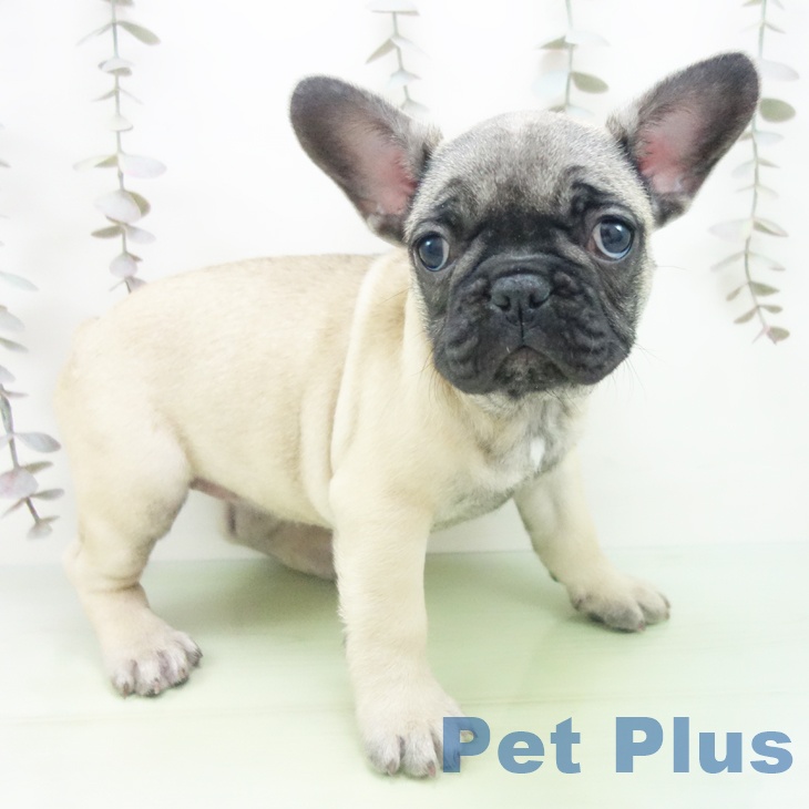石川県のフレンチブルドッグ (ペットプラス 新小松店/2025年10月13日生まれ/女の子/フォーン)の子犬の1枚目の画像