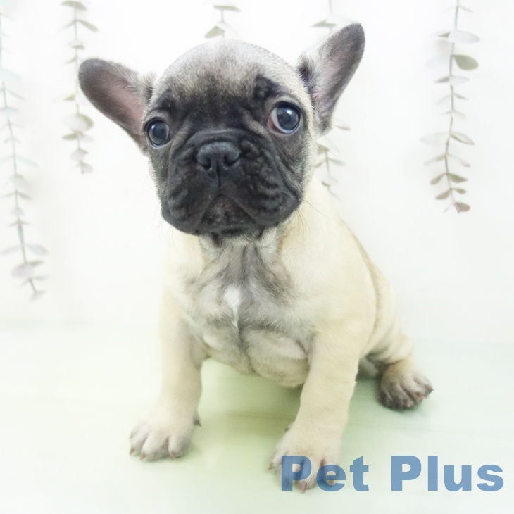 石川県のフレンチブルドッグ (ペットプラス 新小松店/2025年10月13日生まれ/女の子/フォーン)の子犬の2枚目の画像