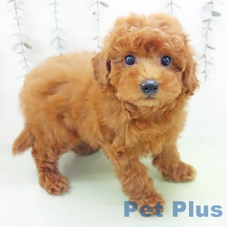 愛知県のトイプードル(トイ) (ペットプラス 千種店/2025年10月14日生まれ/男の子/レッド)の子犬の1枚目の画像