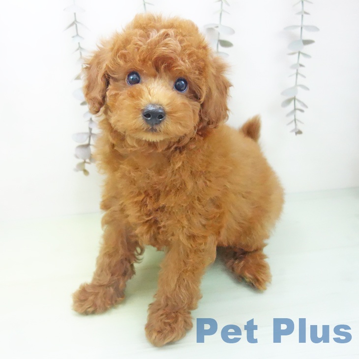 愛知県のトイプードル(トイ) (ペットプラス 千種店/2025年10月14日生まれ/男の子/レッド)の子犬の2枚目の画像