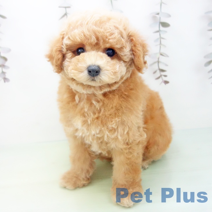 愛知県のトイプードル(トイ) (ペットプラス 豊田店/2025年10月15日生まれ/女の子/アプリコット)の子犬の2枚目の画像