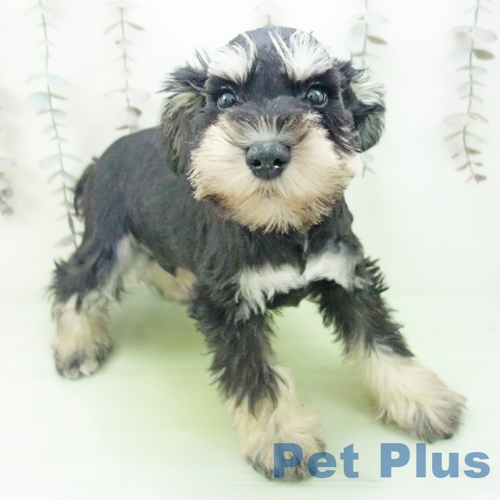 岐阜県のミニチュアシュナウザー (ペットプラス 光ケ丘店/2025年10月11日生まれ/男の子/ブラックシルバー)の子犬の1枚目の画像