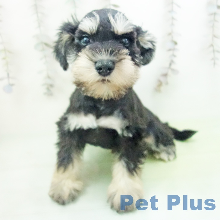 岐阜県のミニチュアシュナウザー (ペットプラス 光ケ丘店/2025年10月11日生まれ/男の子/ブラックシルバー)の子犬の2枚目の画像