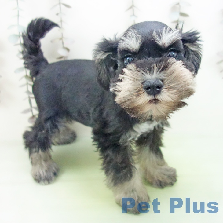 三重県のミニチュアシュナウザー (ペットプラス 鈴鹿店/2025年10月11日生まれ/男の子/ブラックシルバー)の子犬の1枚目の画像