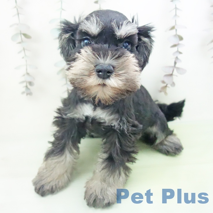 三重県のミニチュアシュナウザー (ペットプラス 鈴鹿店/2025年10月11日生まれ/男の子/ブラックシルバー)の子犬の2枚目の画像