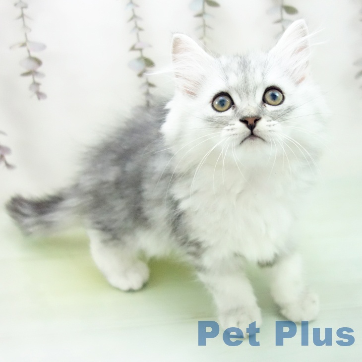 愛知県のミヌエット (ペットプラス イオンモール豊川店/2025年10月5日生まれ/男の子/シルバータビー)の子猫の1枚目の画像