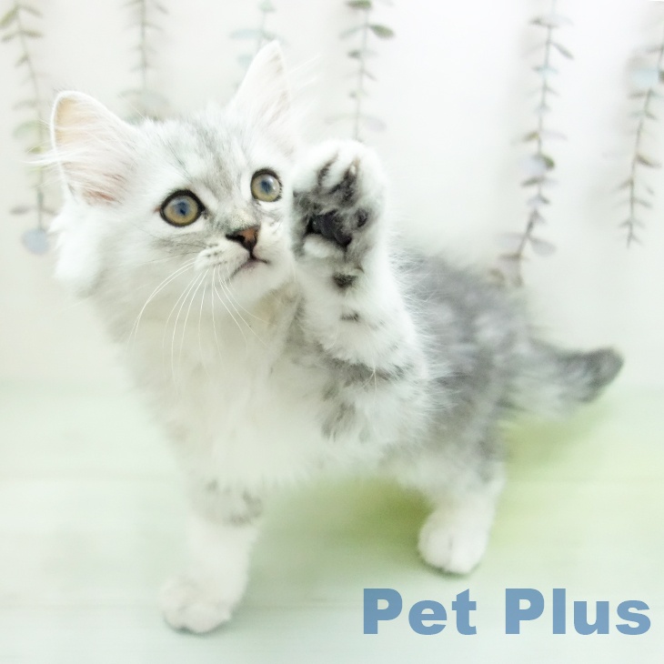 愛知県のミヌエット (ペットプラス イオンモール豊川店/2025年10月5日生まれ/男の子/シルバータビー)の子猫の2枚目の画像