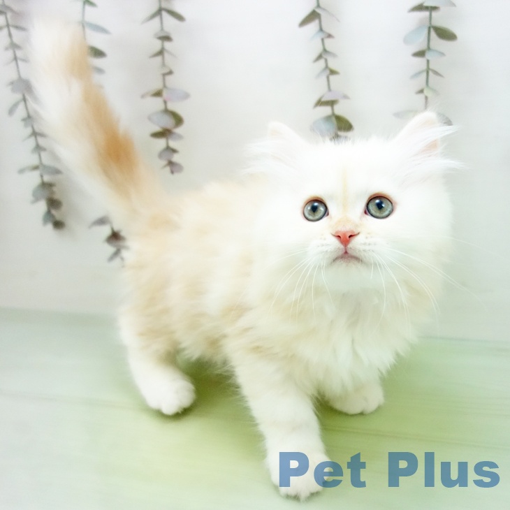 石川県のミヌエット (ペットプラス 新小松店/2025年10月5日生まれ/男の子/クリームカメオ)の子猫の1枚目の画像