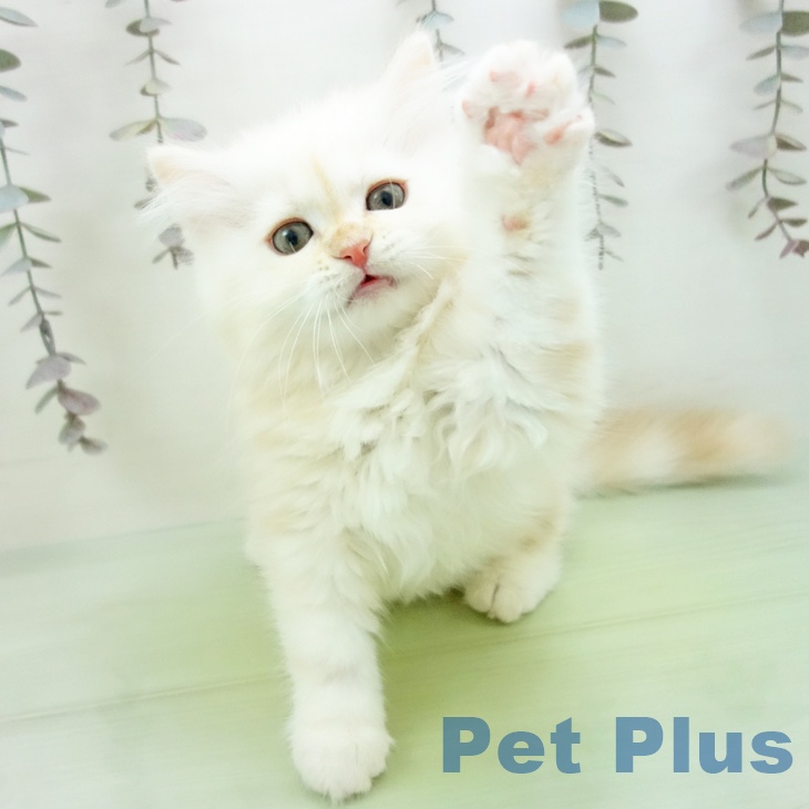 石川県のミヌエット (ペットプラス 新小松店/2025年10月5日生まれ/男の子/クリームカメオ)の子猫の2枚目の画像