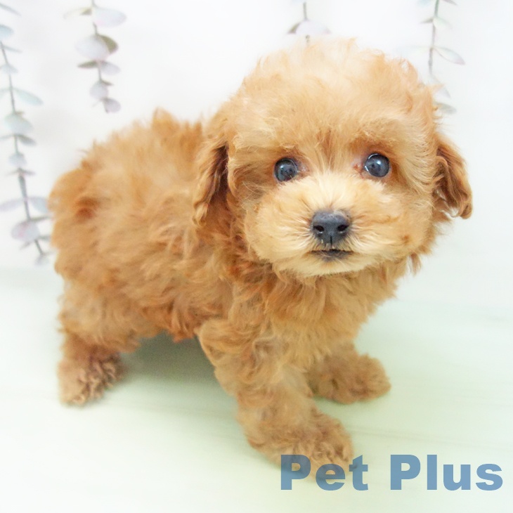 愛知県のトイプードル(トイ) (ペットプラス 岡崎店/2025年10月14日生まれ/女の子/レッドフォーン)の子犬の1枚目の画像