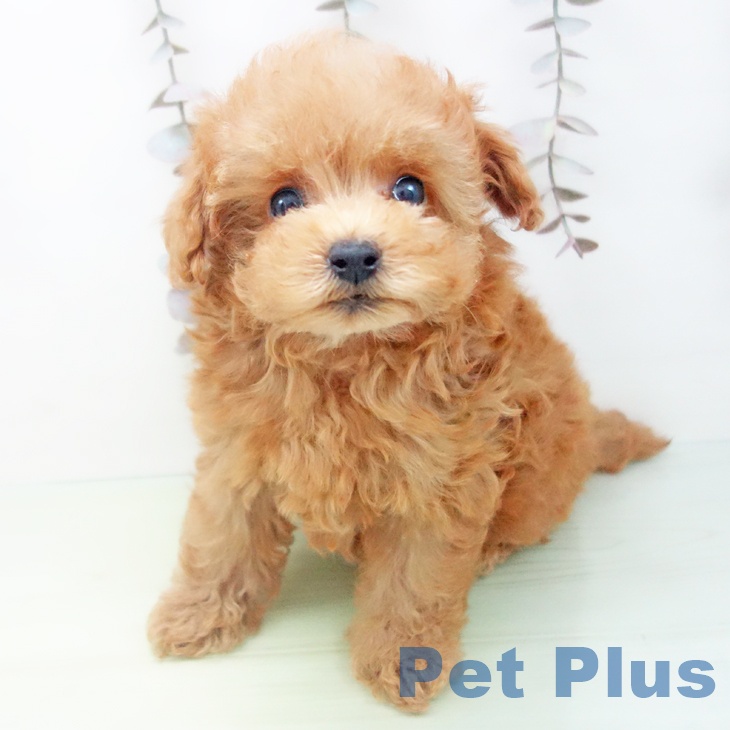 愛知県のトイプードル(トイ) (ペットプラス 岡崎店/2025年10月14日生まれ/女の子/レッドフォーン)の子犬の2枚目の画像