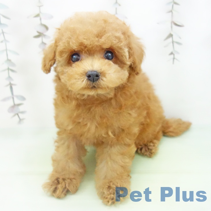 トイ・プードル