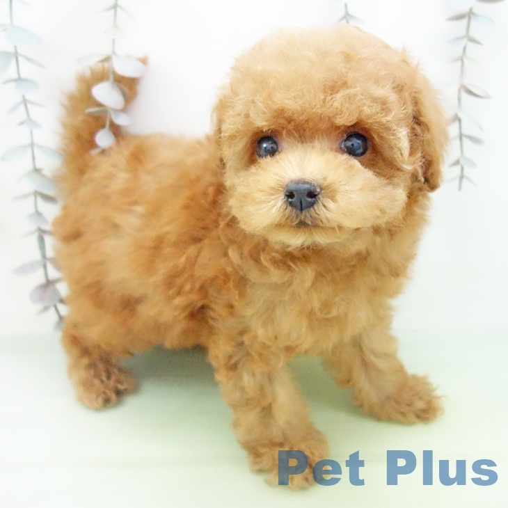 トイ・プードル