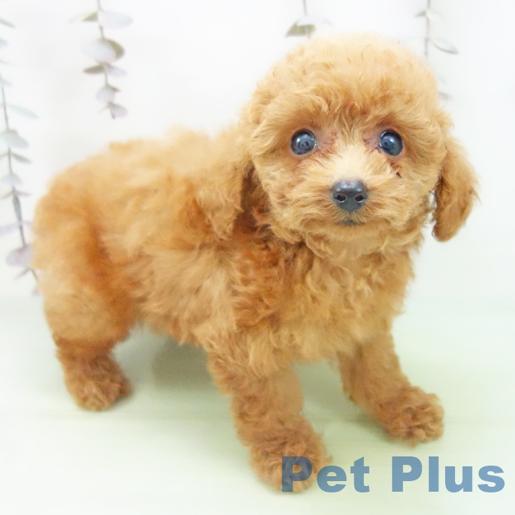 トイ・プードル