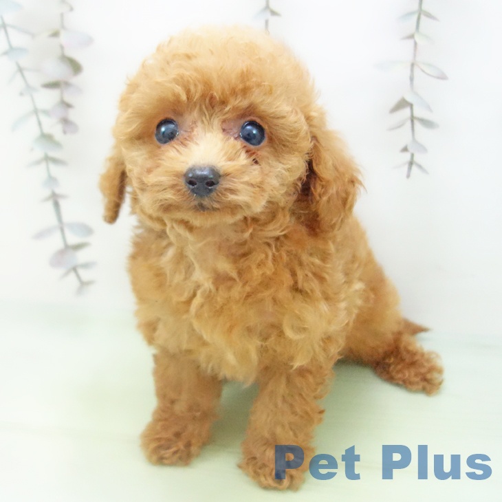 トイ・プードル