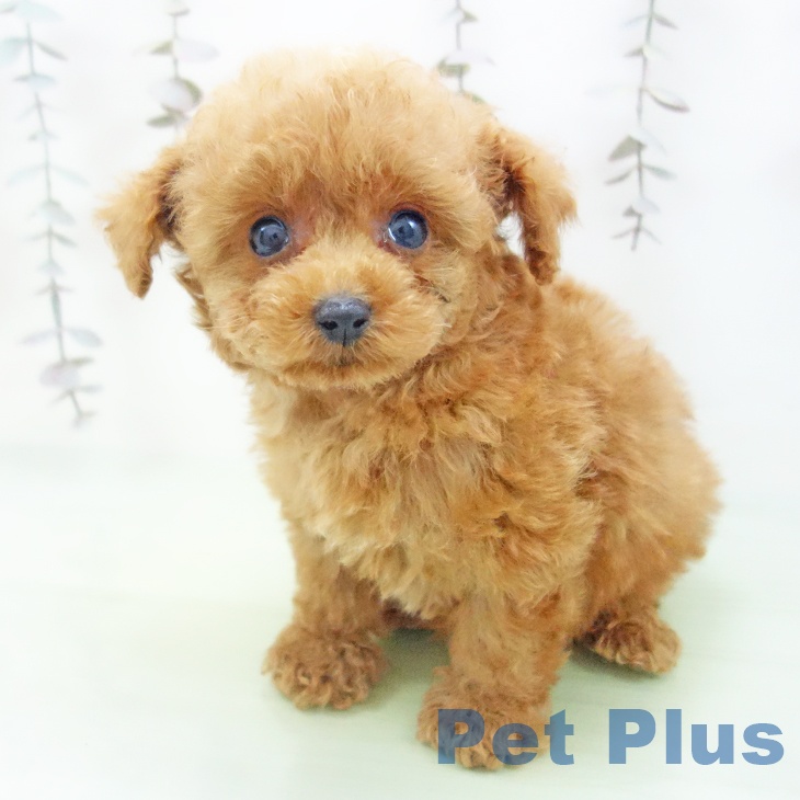 愛知県のトイプードル(トイ) (ペットプラス 岡崎店/2025年10月16日生まれ/男の子/レッドフォーン)の子犬の1枚目の画像
