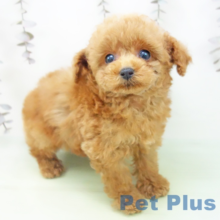 愛知県のトイプードル(トイ) (ペットプラス 岡崎店/2025年10月16日生まれ/男の子/レッドフォーン)の子犬の2枚目の画像