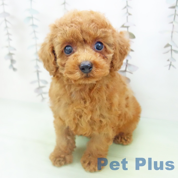 トイ・プードル